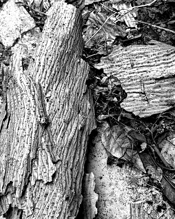 Black and white bark sample 02