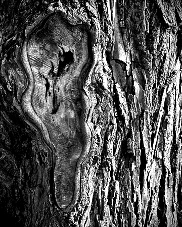 Black and white bark sample 03