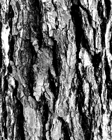 Black and white bark sample 04