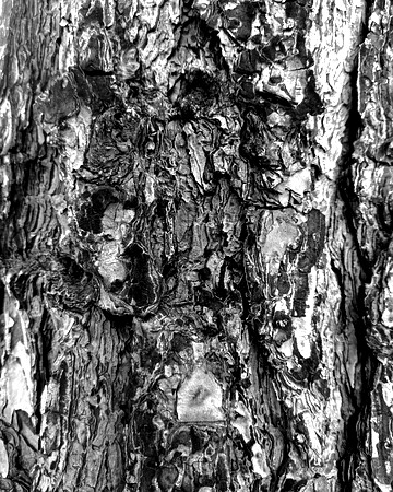 Black and white bark sample 05
