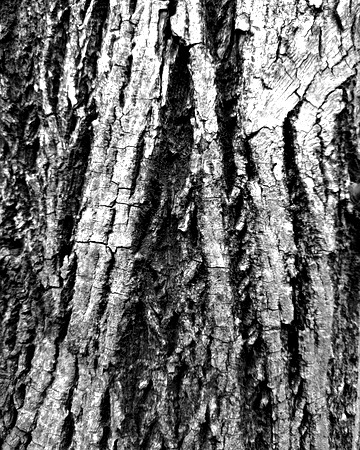 Black and white bark sample 06