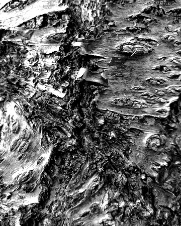 Black and white bark sample 08