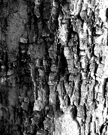 Black and white bark sample 09