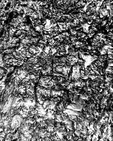 Black and white bark sample 10