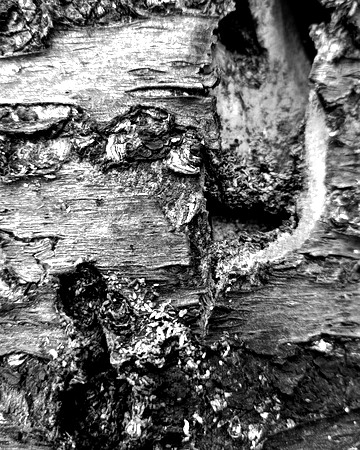 Black and white bark sample 11