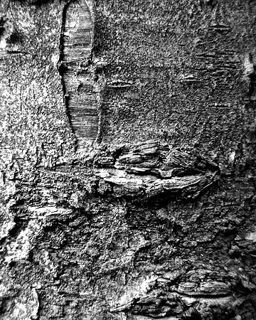 Black and white bark sample 12
