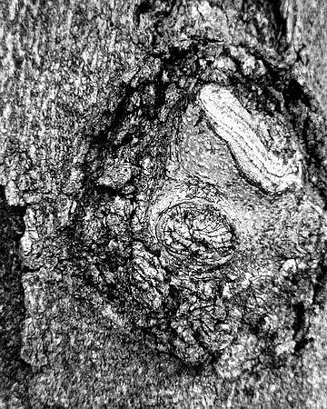Black and white bark sample 13