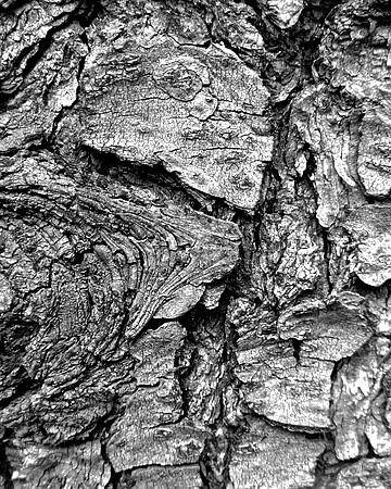 Black and white bark sample 14