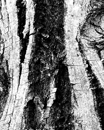 Black and white bark sample 15