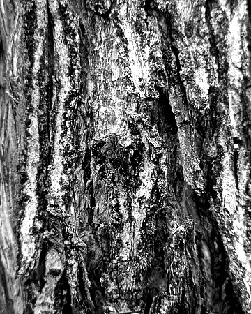 Black and white bark sample 16