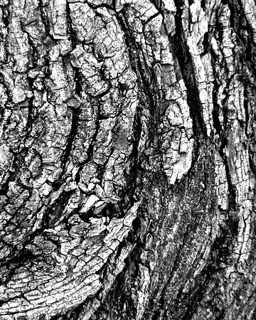 Black and white bark sample 17