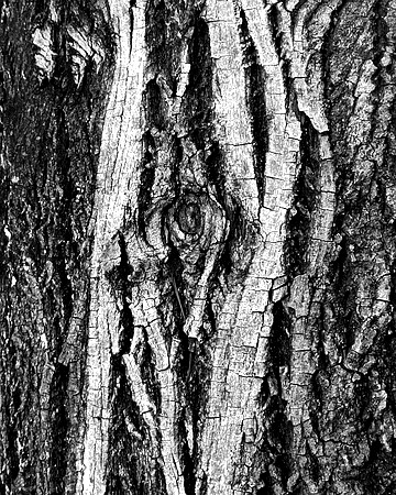 Black and white bark sample 18