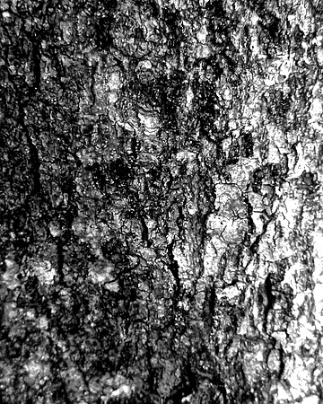 Black and white bark sample 19