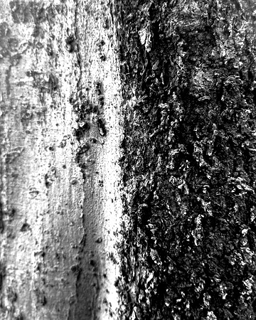 Black and white bark sample 20